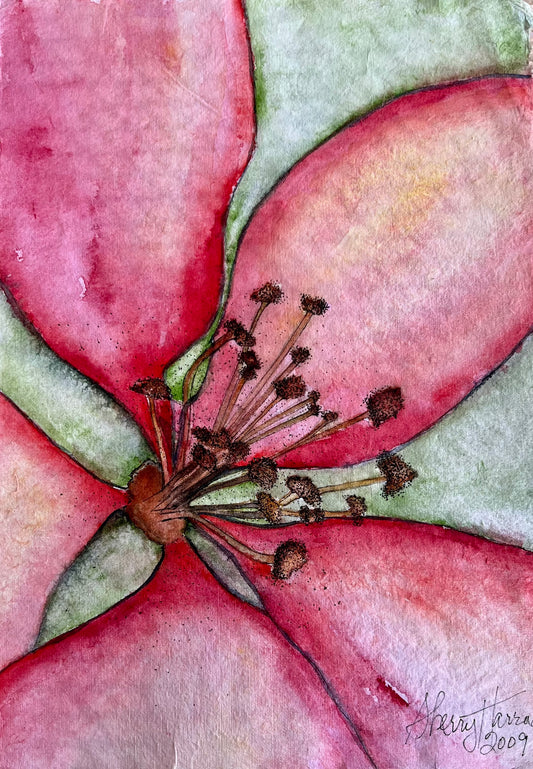 Expired Red Poppy