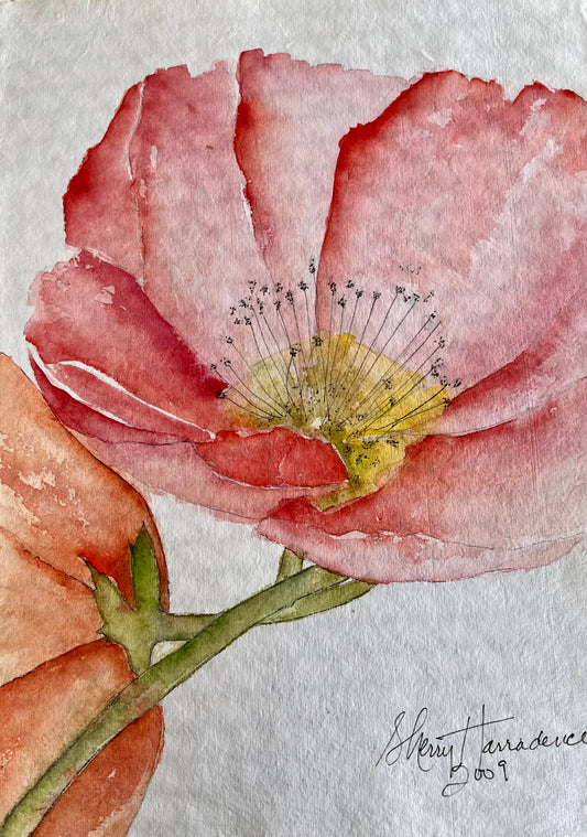 French Poppy Bloom