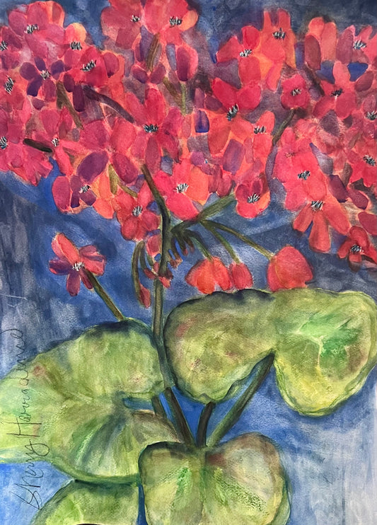 Geraniums