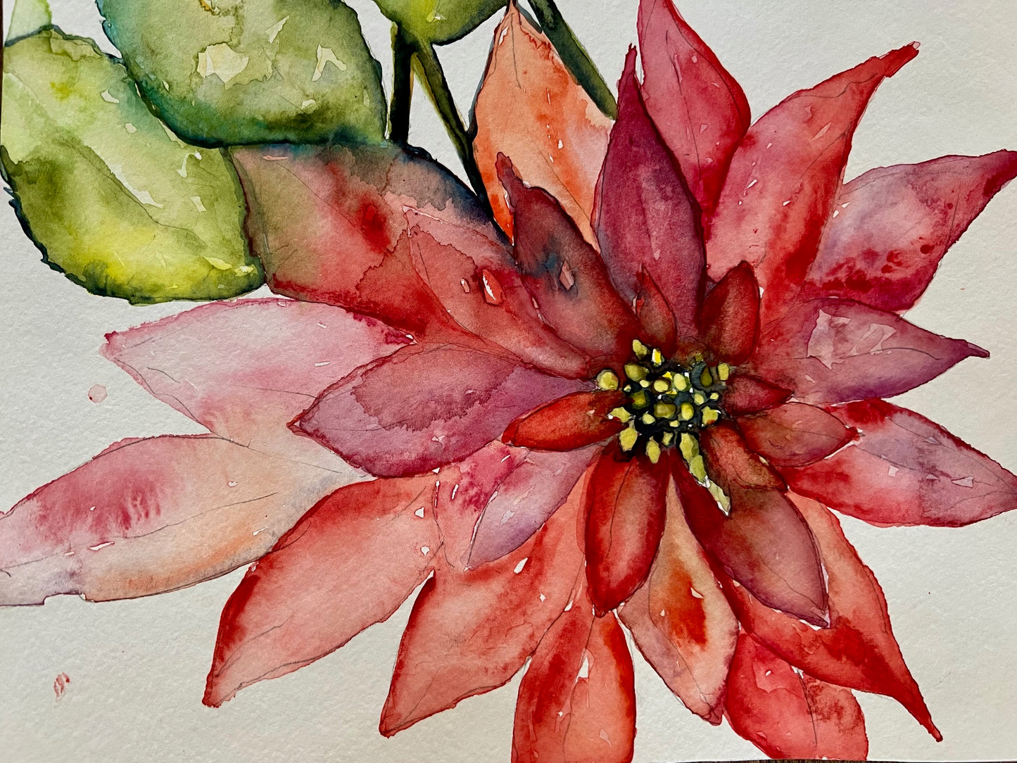 Christmas Pointsetia